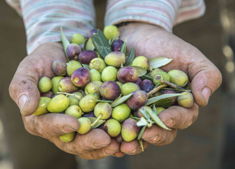 maennerhand-voller-oliven